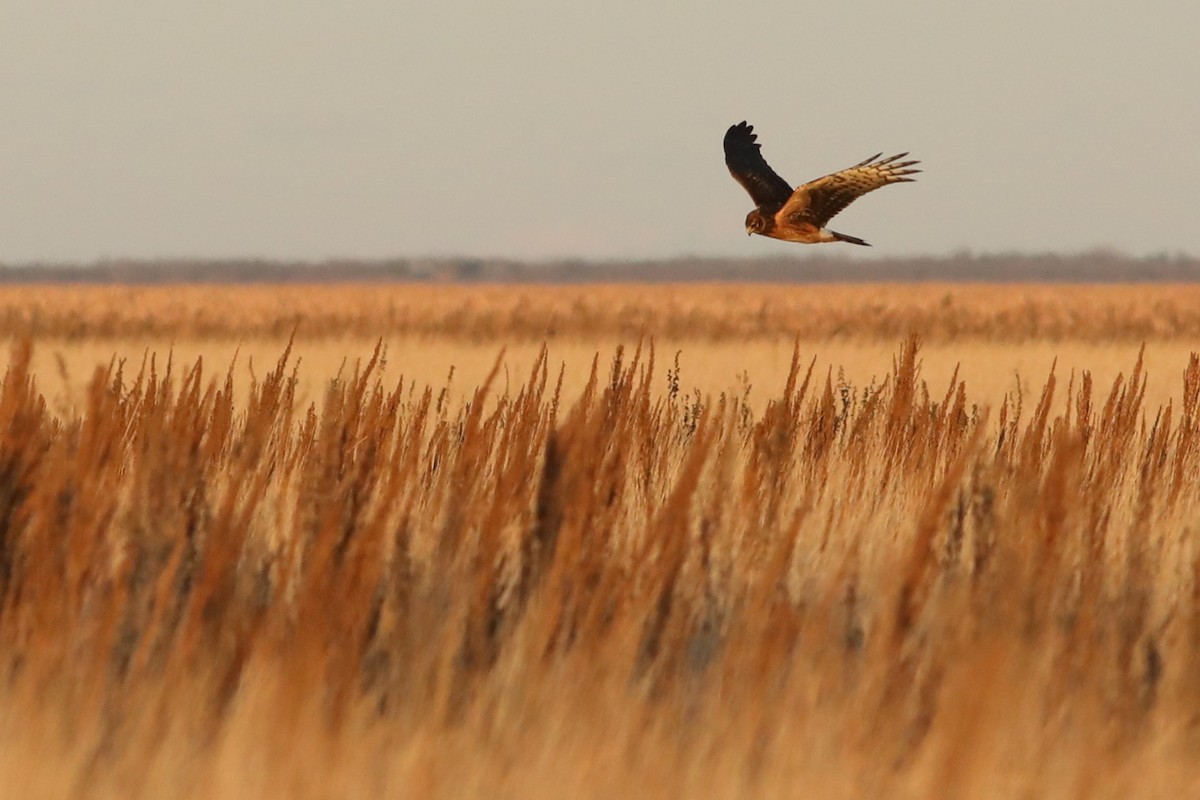 Busard des marais - ML644780353