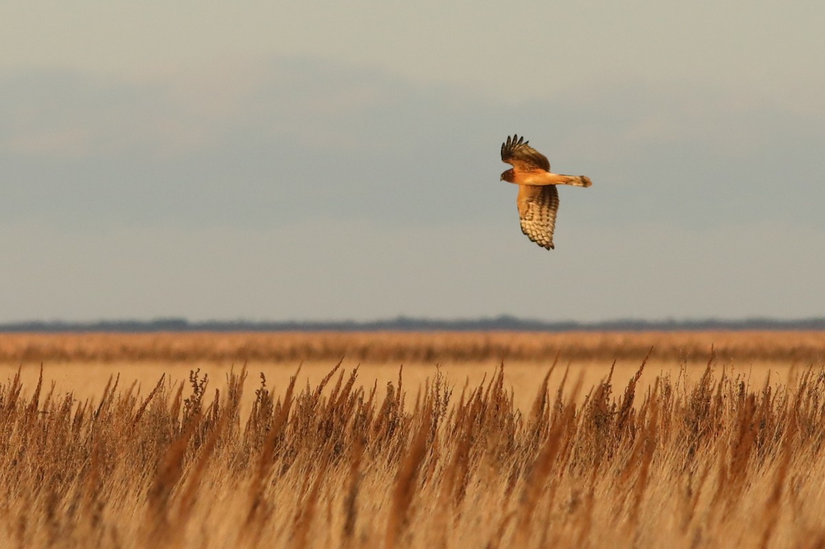 Busard des marais - ML644780354