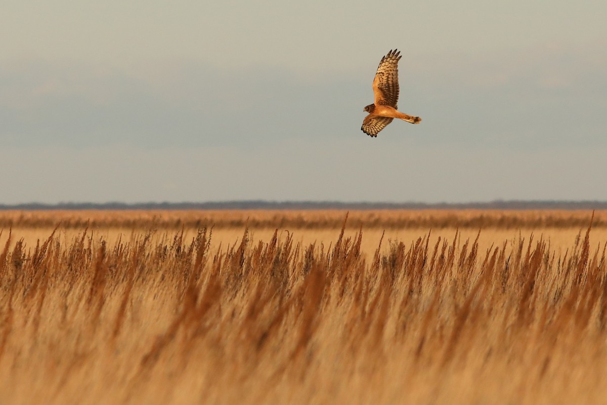 Busard des marais - ML644780355