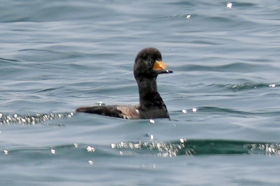 Black Scoter - ML644780359