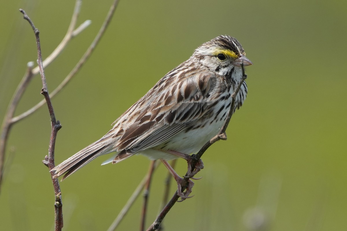 Savannah Sparrow - ML644780370