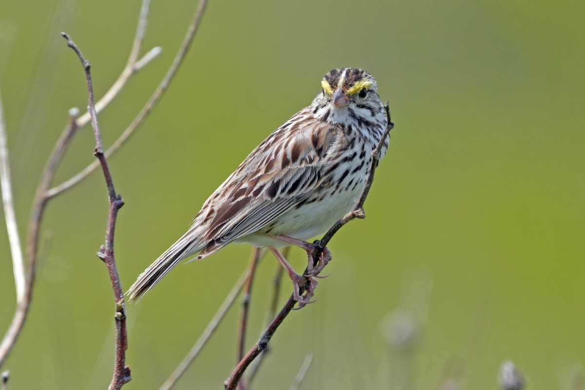 Savannah Sparrow - ML644780371