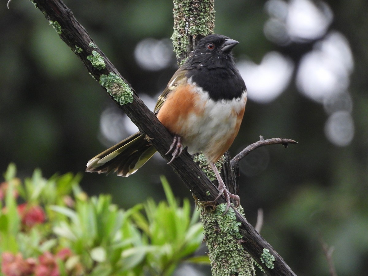 Spotted Towhee - ML644780372