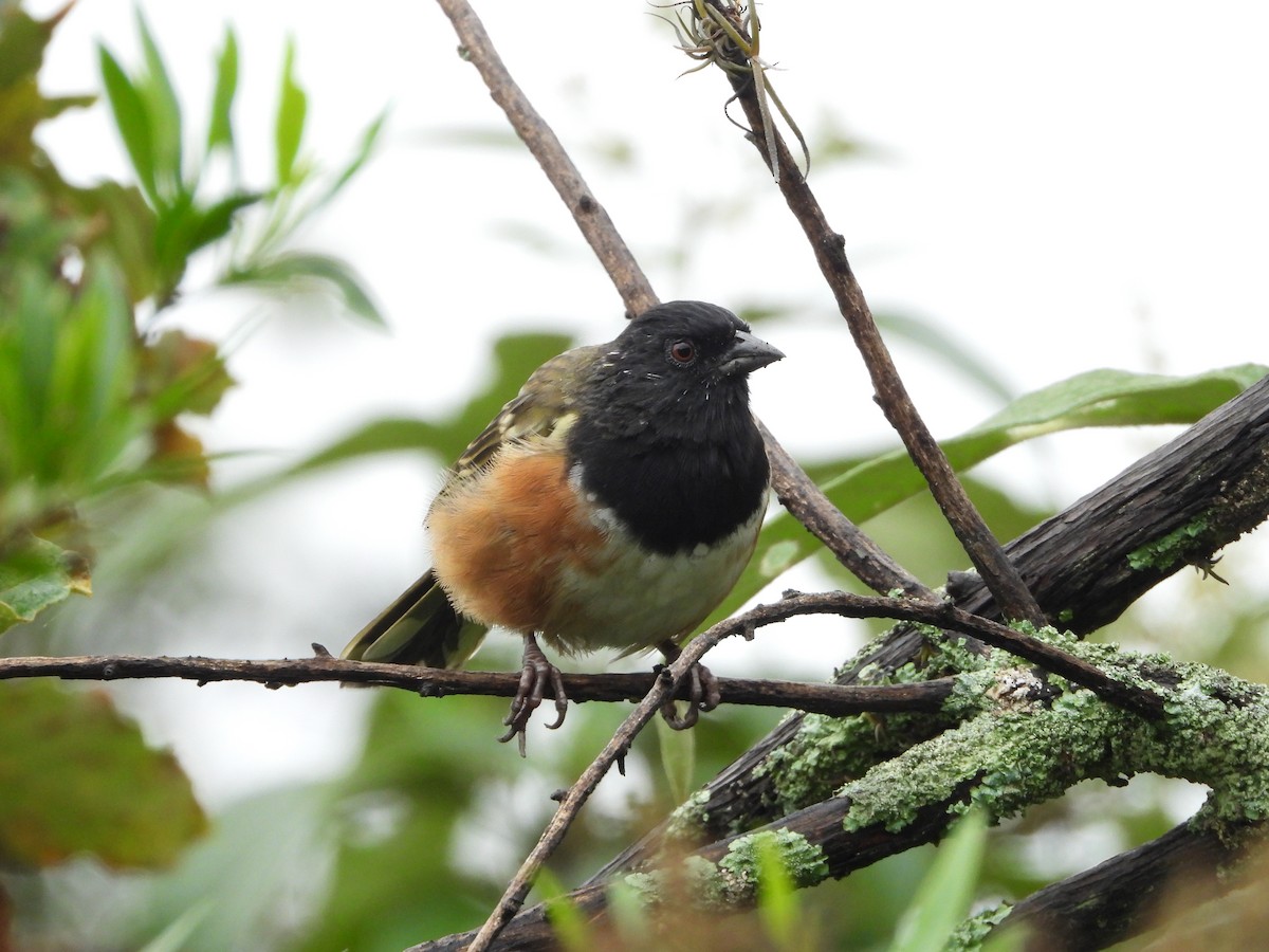 Spotted Towhee - ML644780373