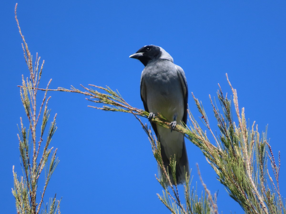 Black-faced Cuckooshrike - ML644780374