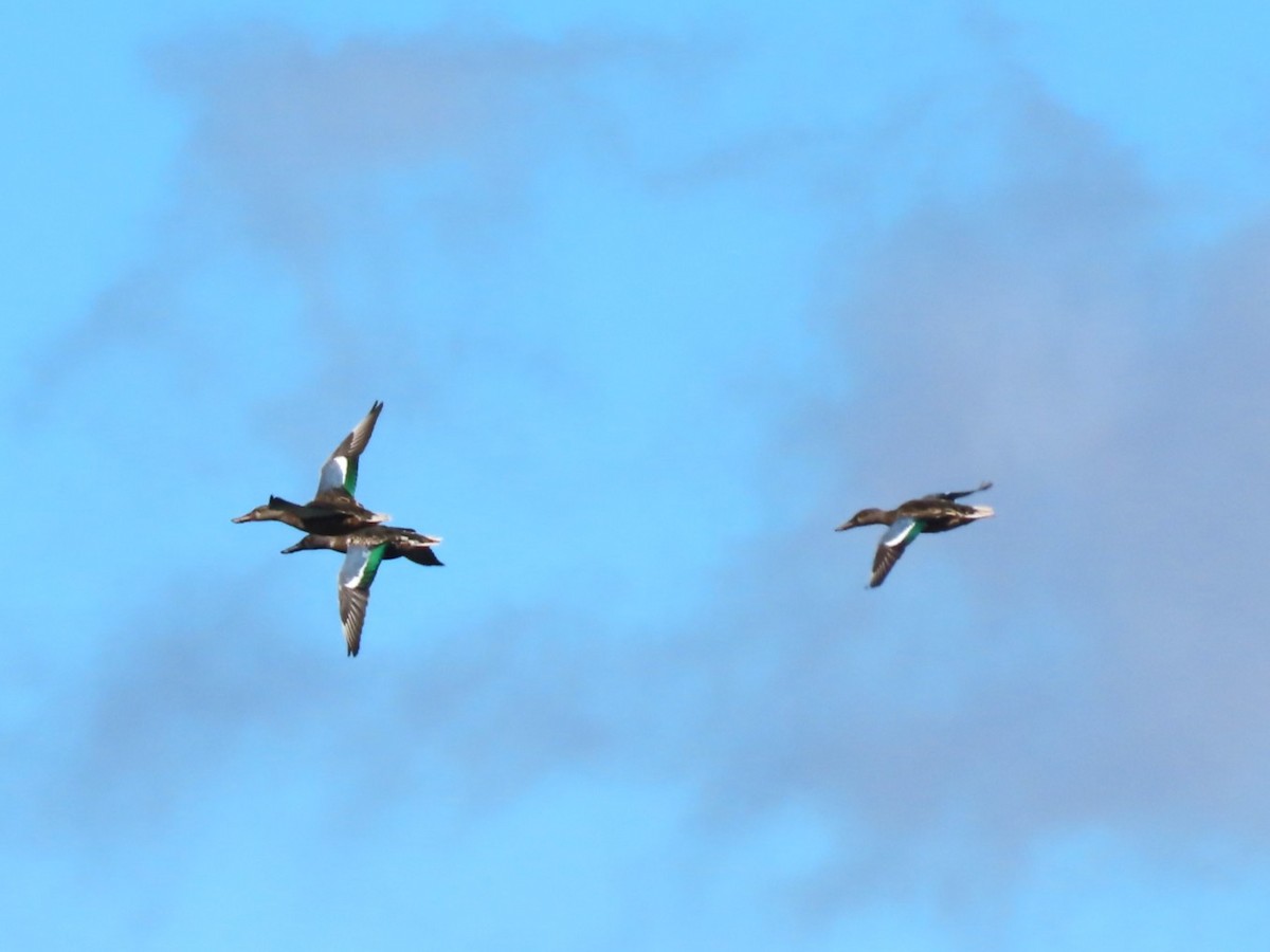 מרית צפונית - ML644780382
