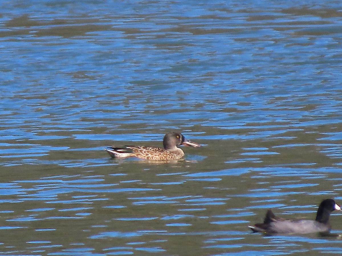 מרית צפונית - ML644780383