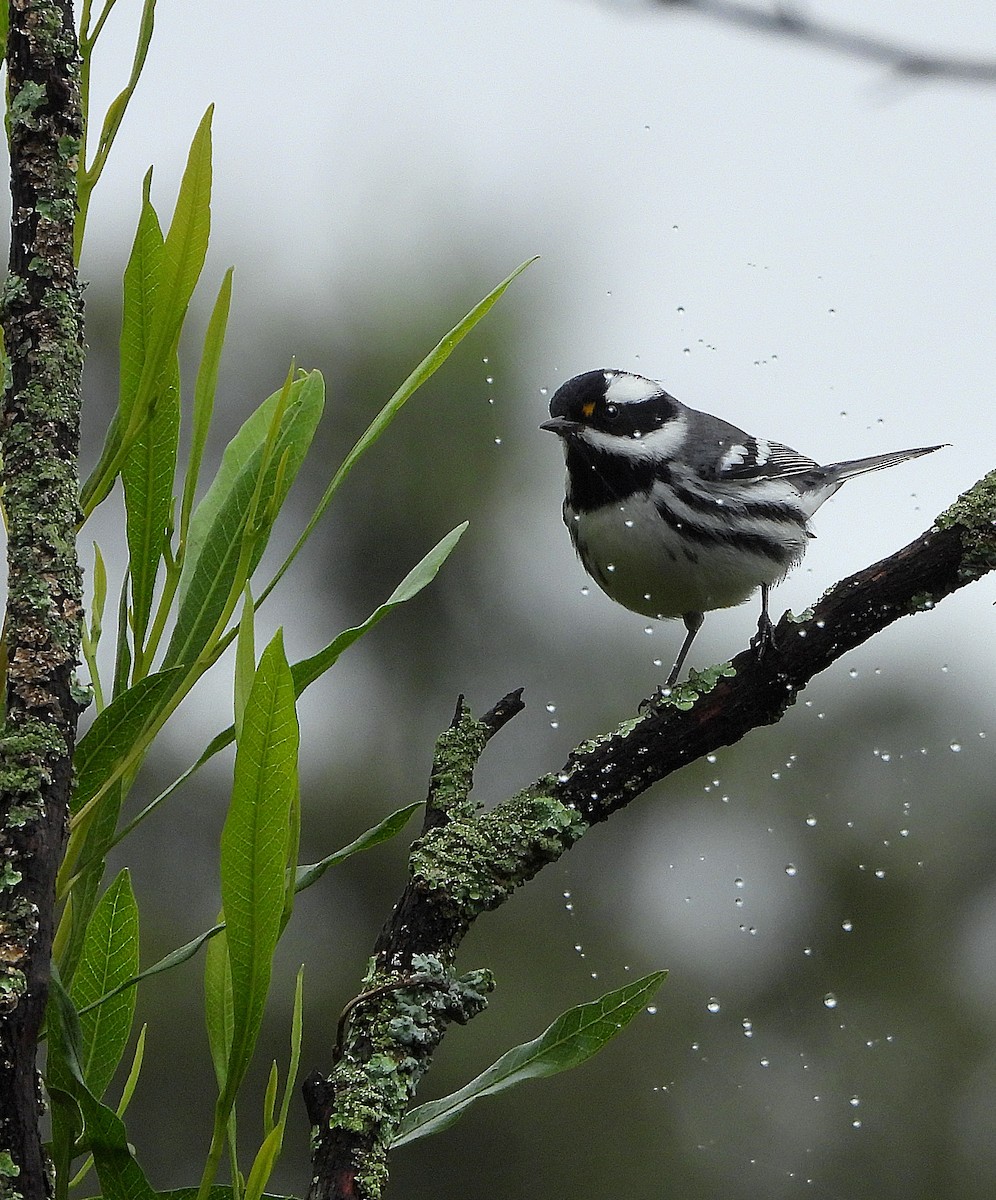 Black-throated Gray Warbler - ML644780386