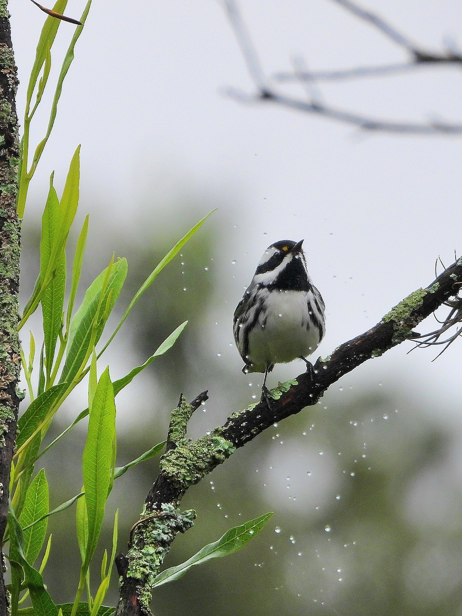 Black-throated Gray Warbler - ML644780387