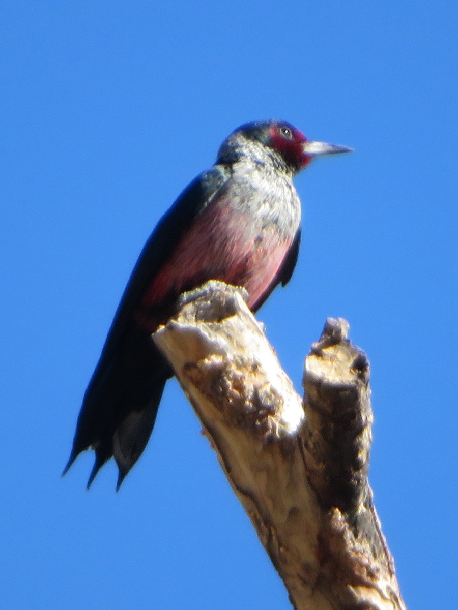 Lewis's Woodpecker - ML644780388