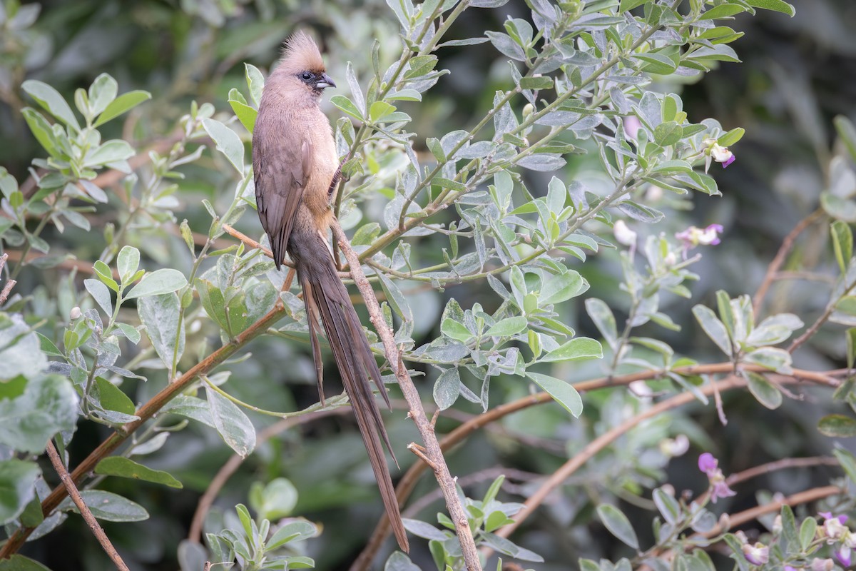 Speckled Mousebird - ML644780399