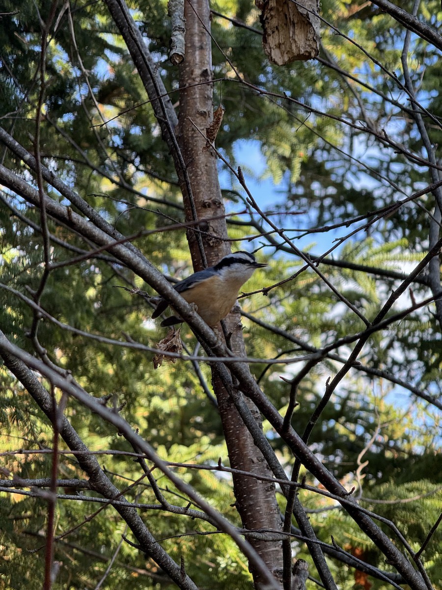Red-breasted Nuthatch - ML644780402