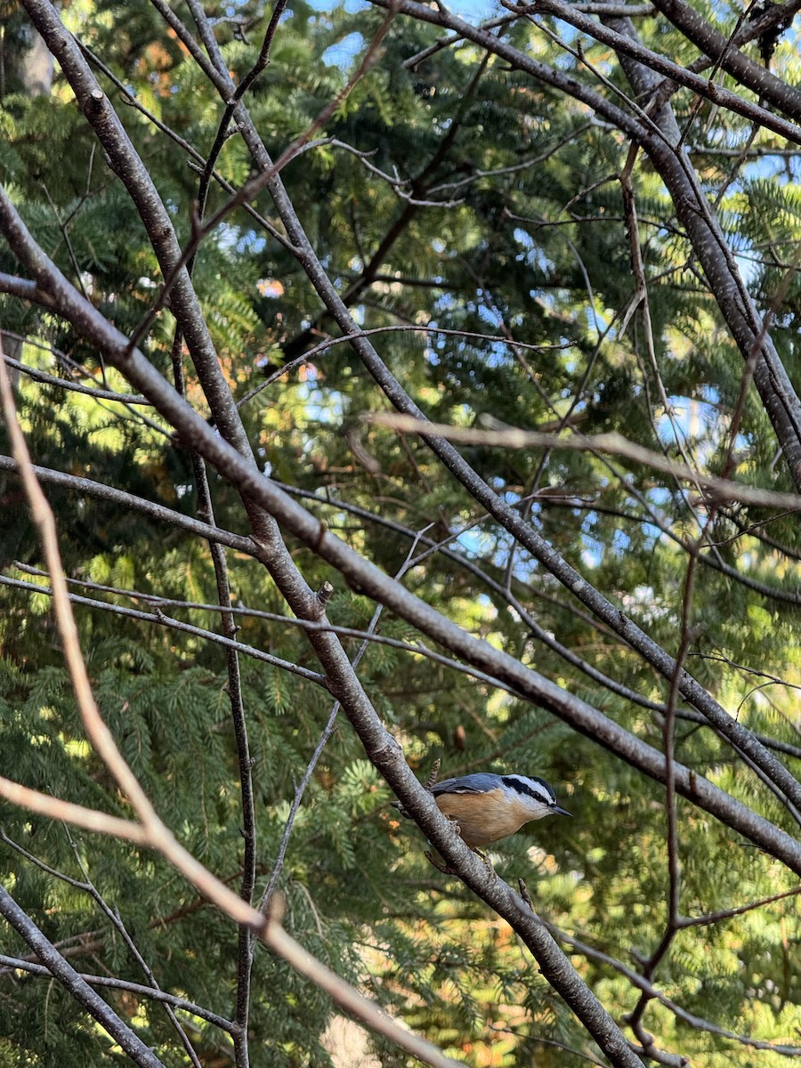 Red-breasted Nuthatch - ML644780403