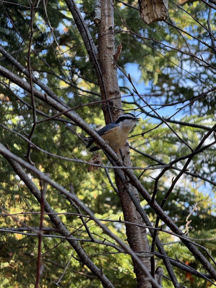 Red-breasted Nuthatch - ML644780404