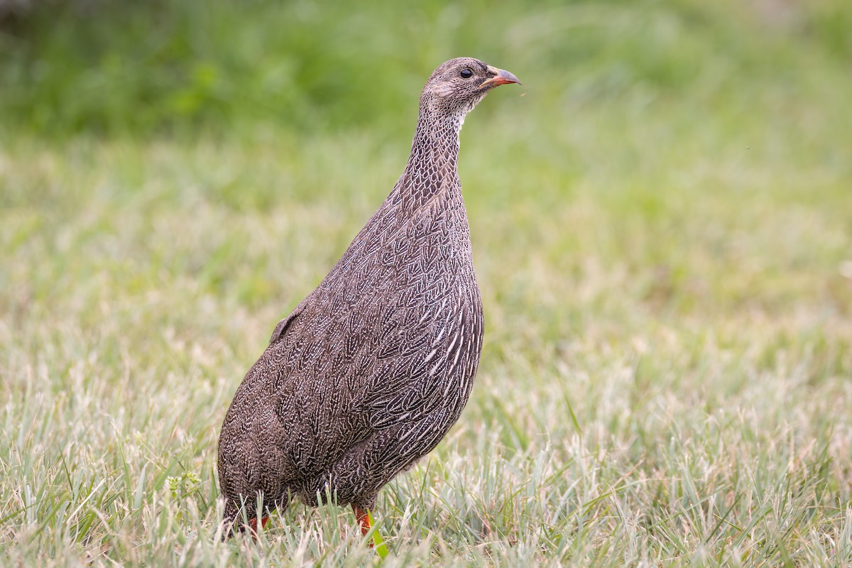 Cape Spurfowl - ML644780409