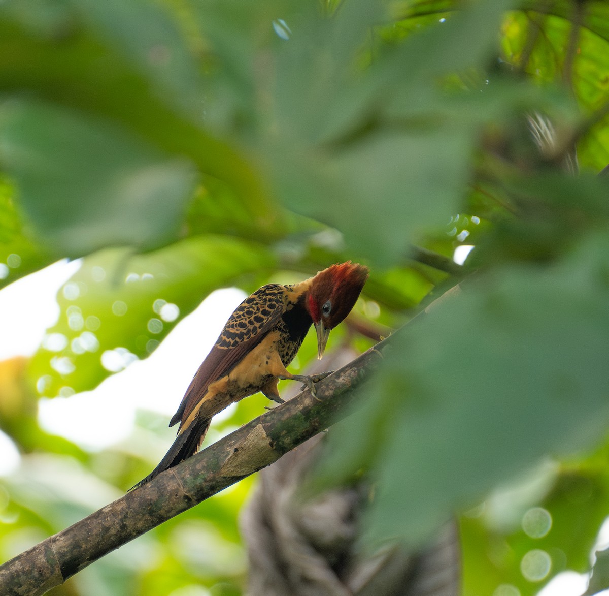 Rufous-headed Woodpecker - ML644780413
