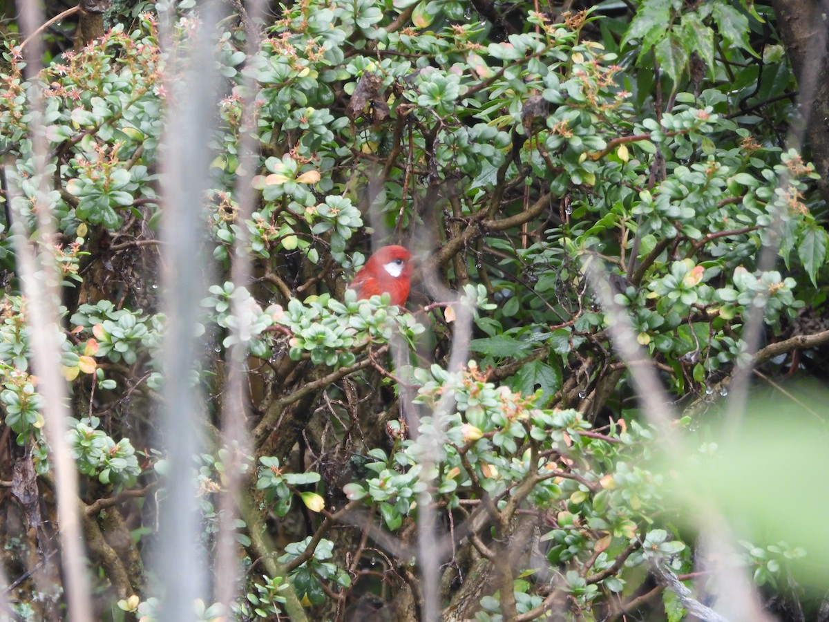 Red Warbler - ML644780416