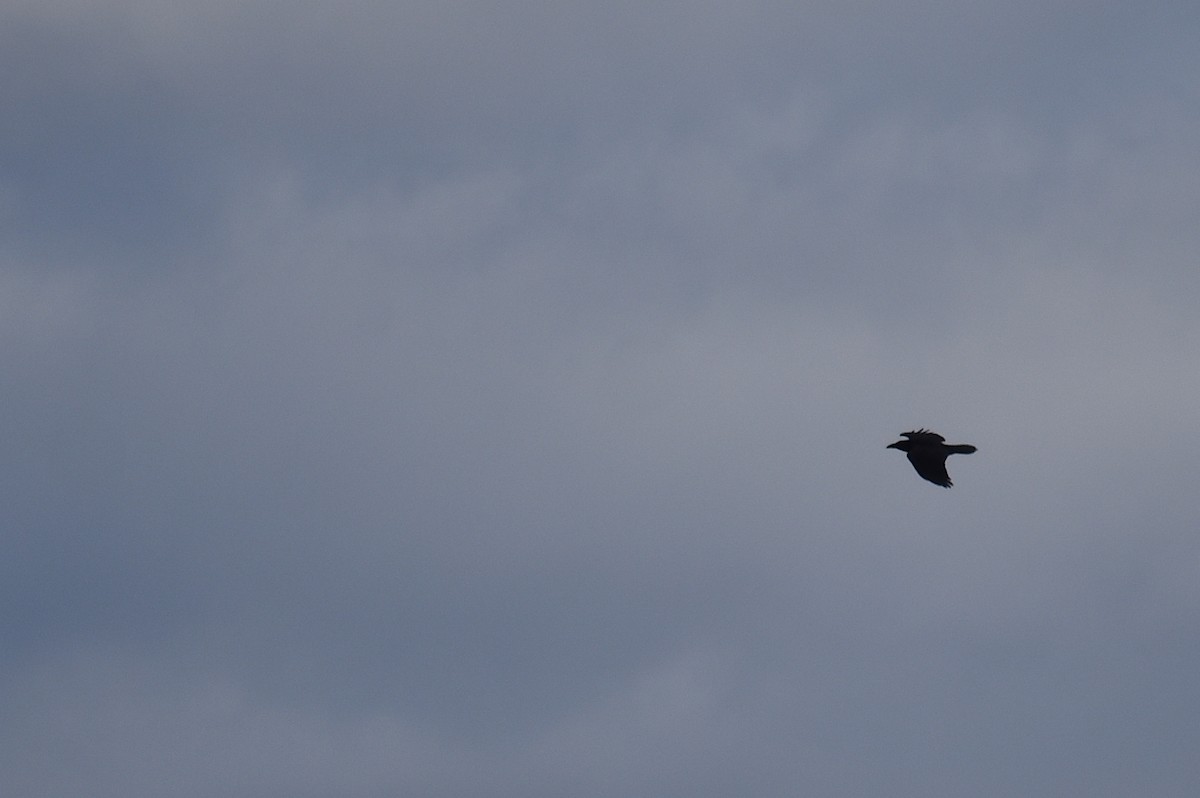 Erroi handia - ML644780453