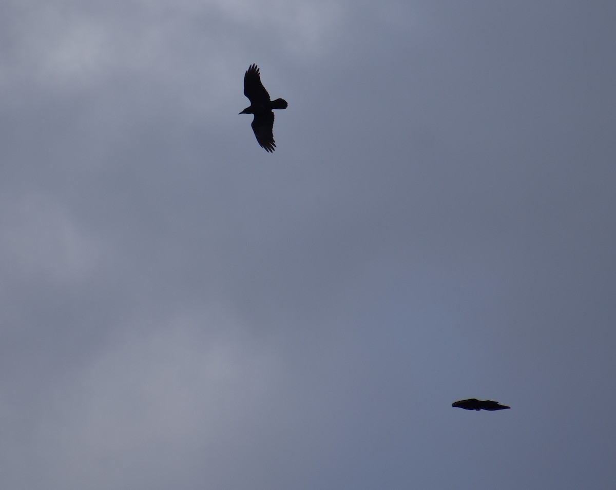 Erroi handia - ML644780459