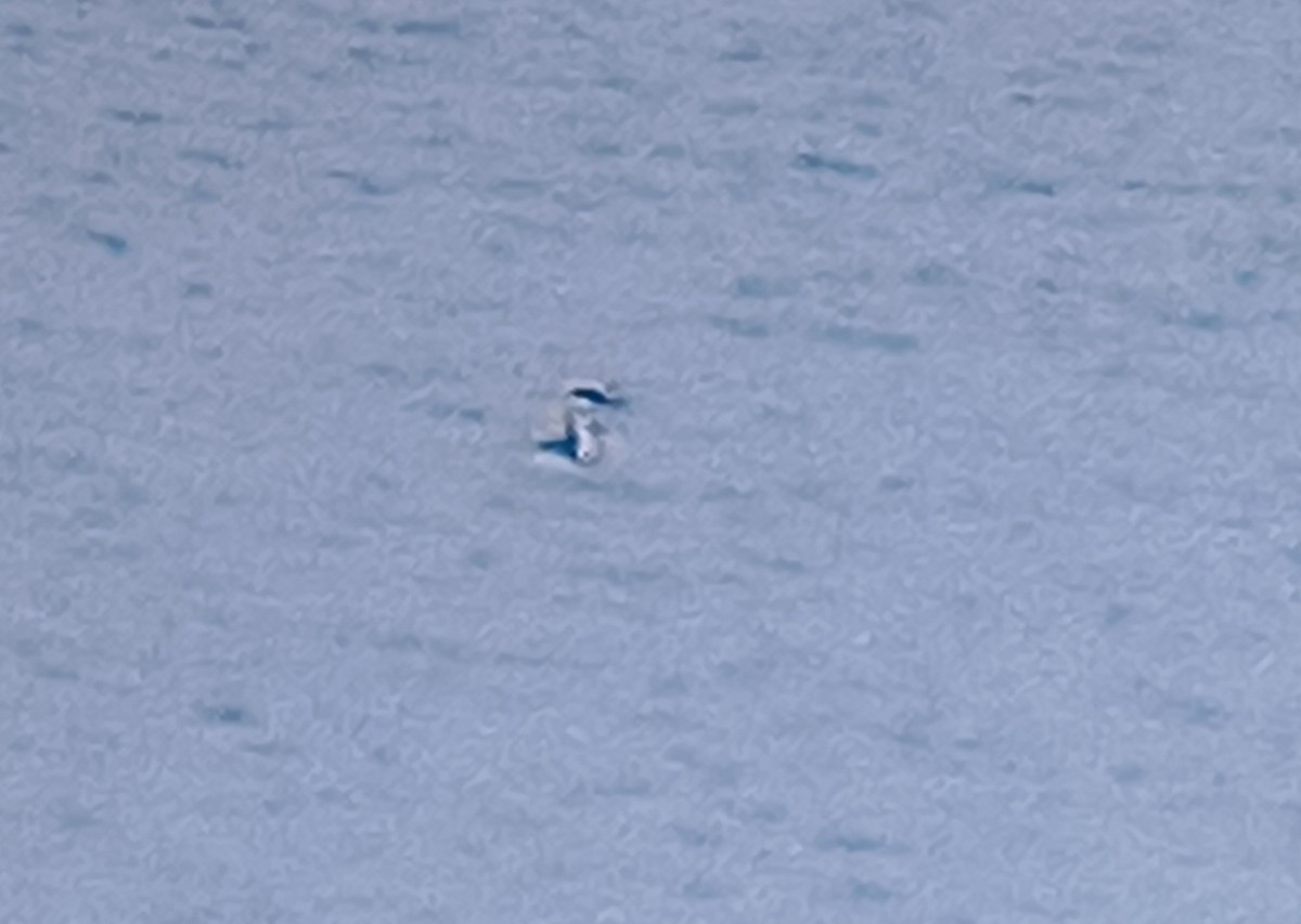 Western Grebe - ML644780462