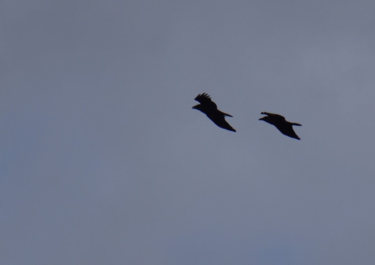 Erroi handia - ML644780463