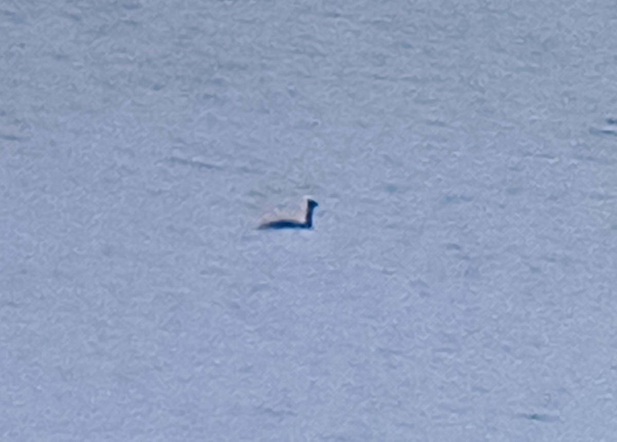 Western Grebe - ML644780467