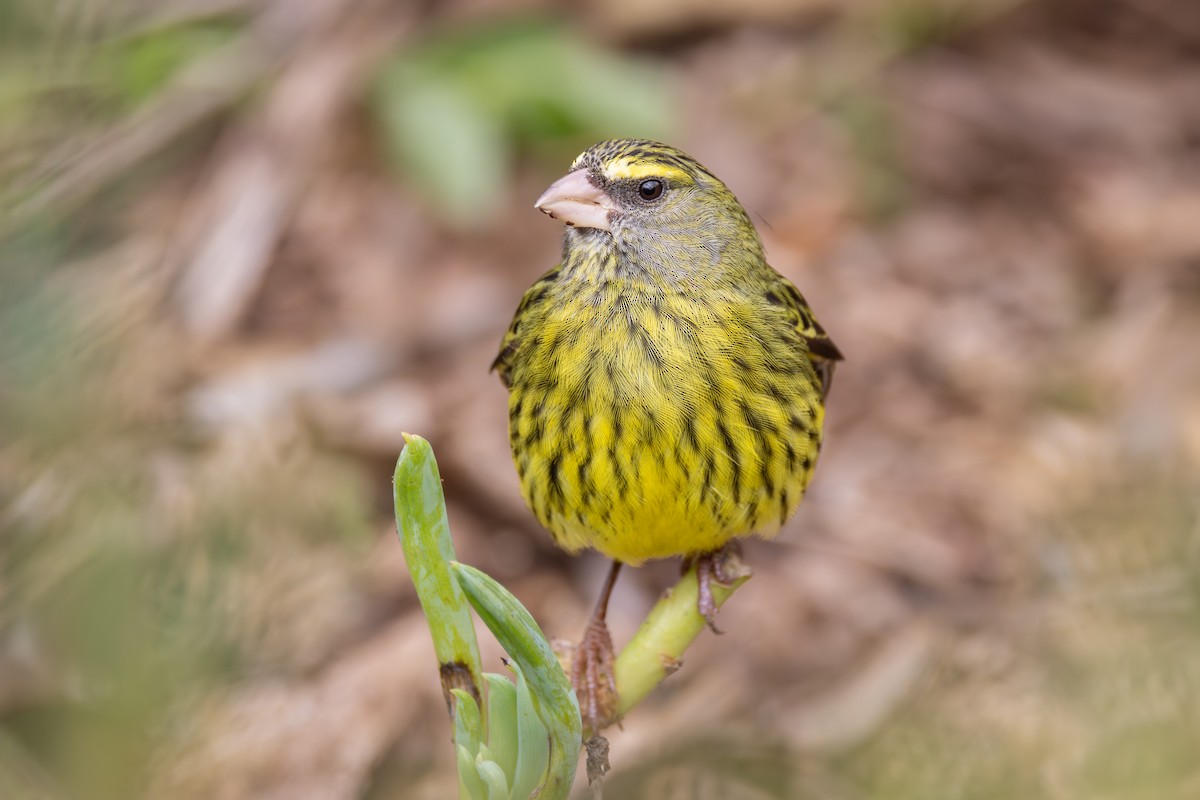 Forest Canary - ML644780468