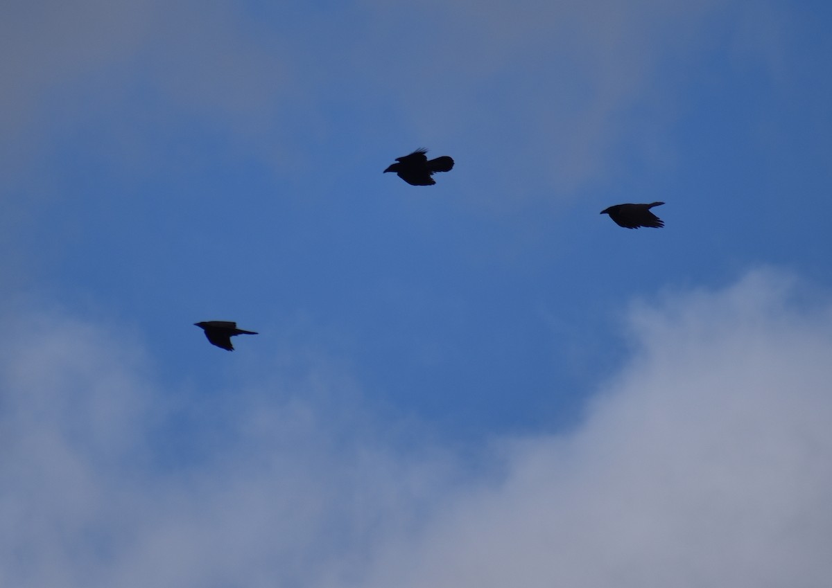 Erroi handia - ML644780469