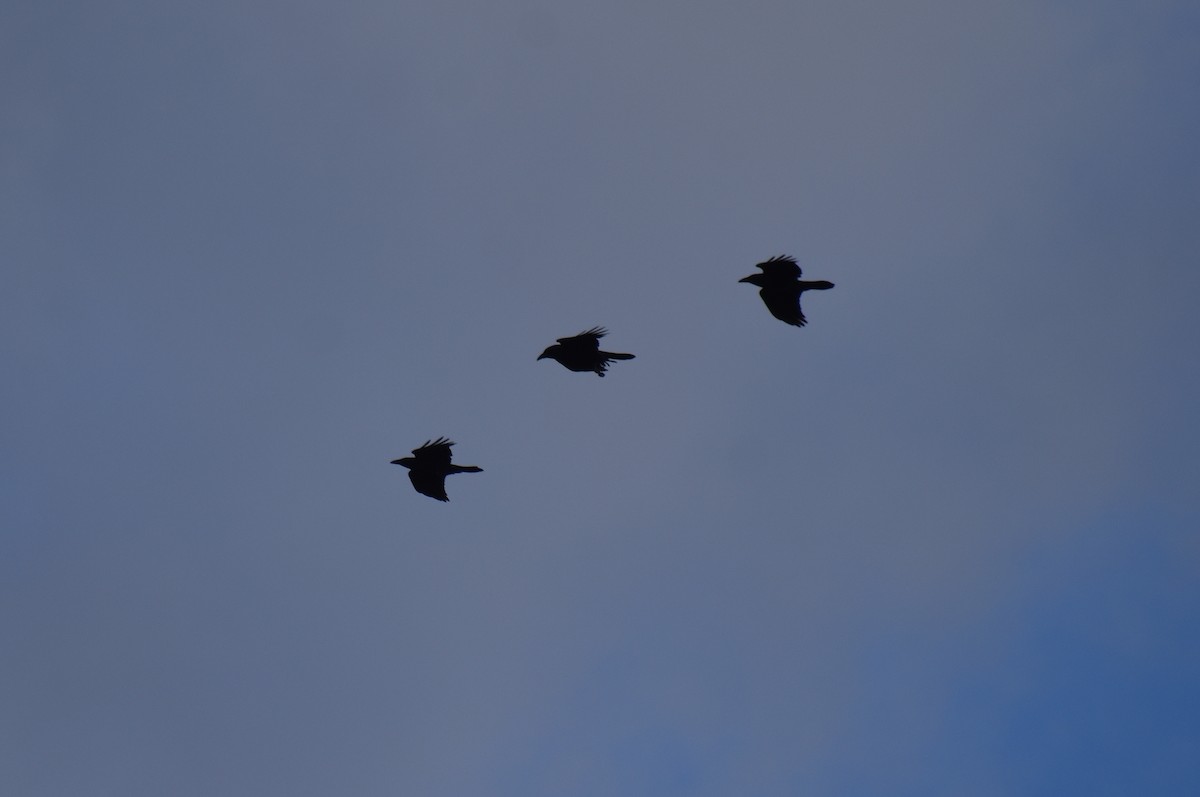 Erroi handia - ML644780477