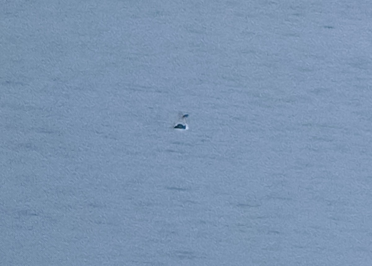 Western Grebe - ML644780480