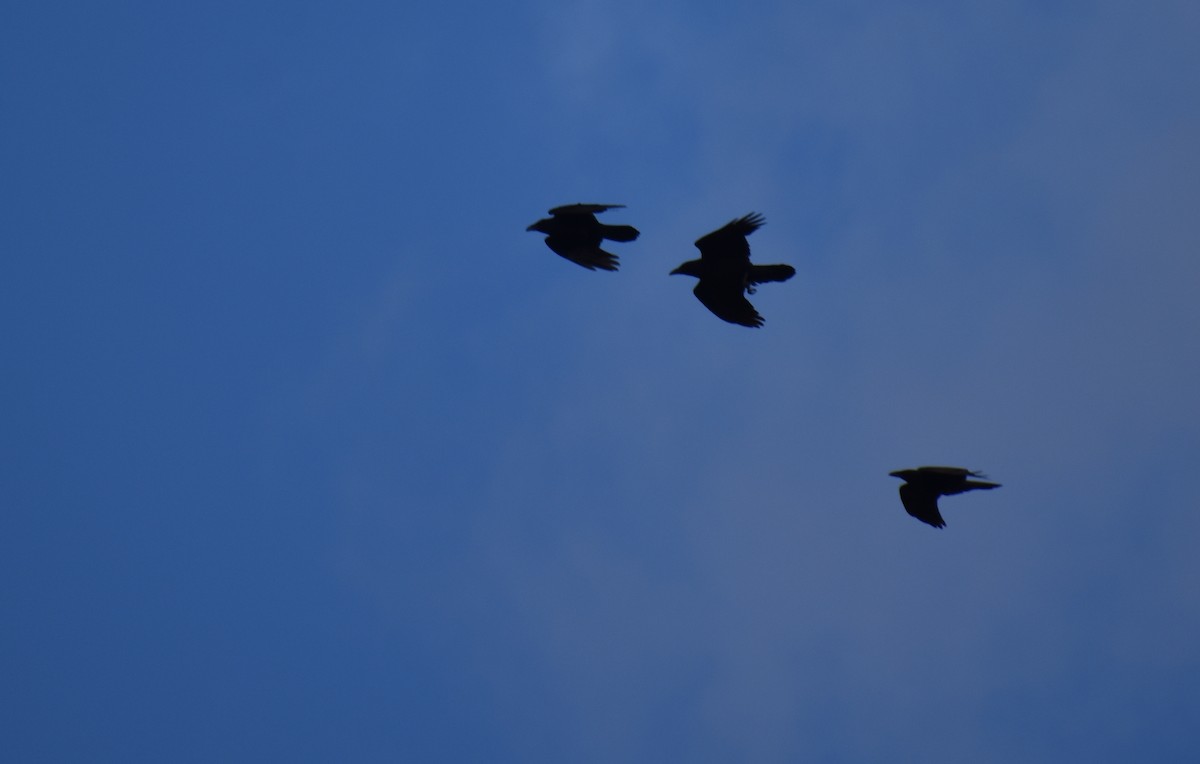 Erroi handia - ML644780481