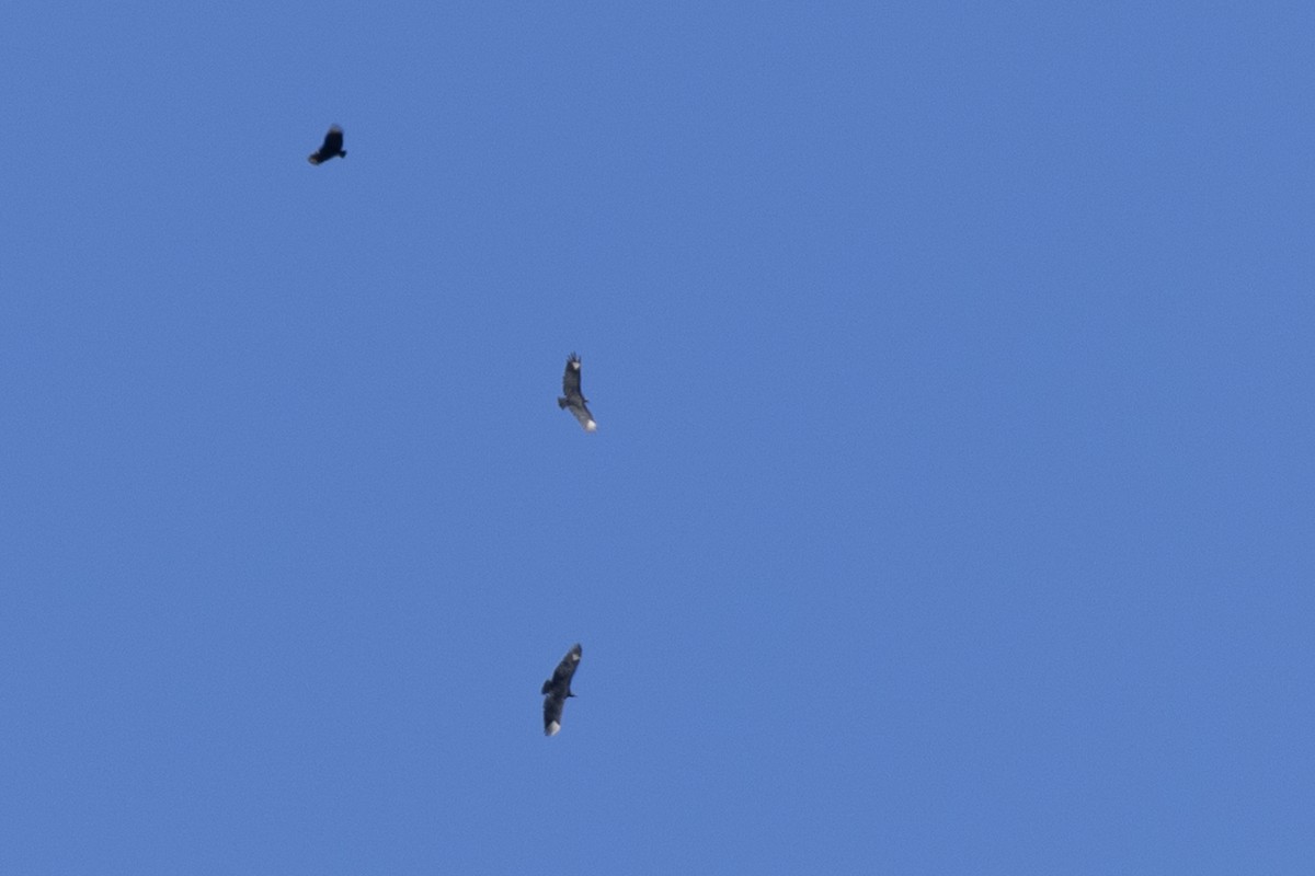 Катарта чорна - ML644780485