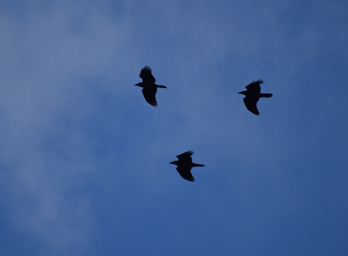 Erroi handia - ML644780489