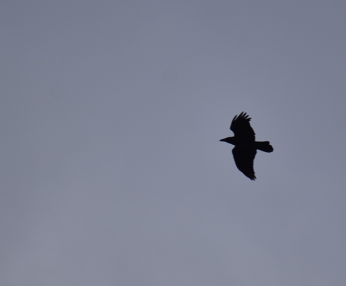 Erroi handia - ML644780491