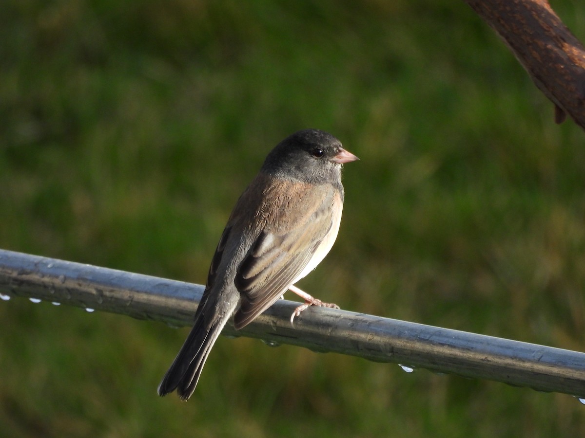 Junco ardoisé - ML644780501