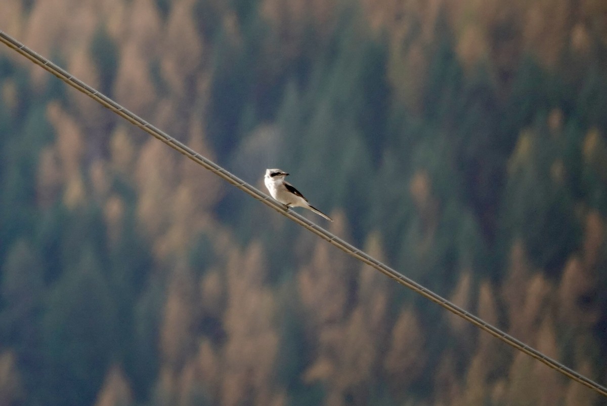 オオモズ - ML644780519