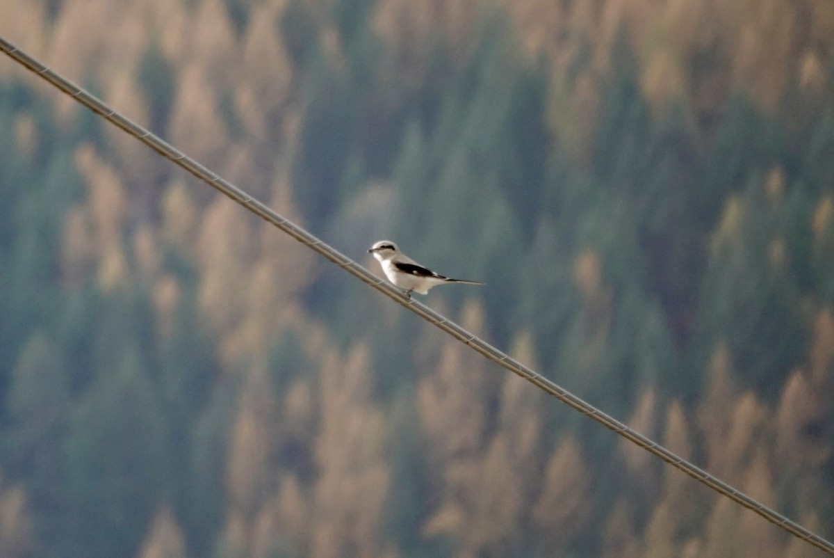 オオモズ - ML644780520