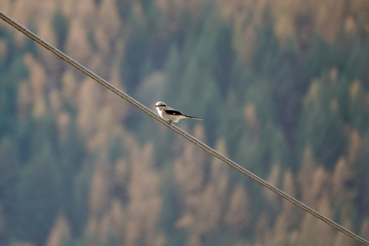 オオモズ - ML644780521