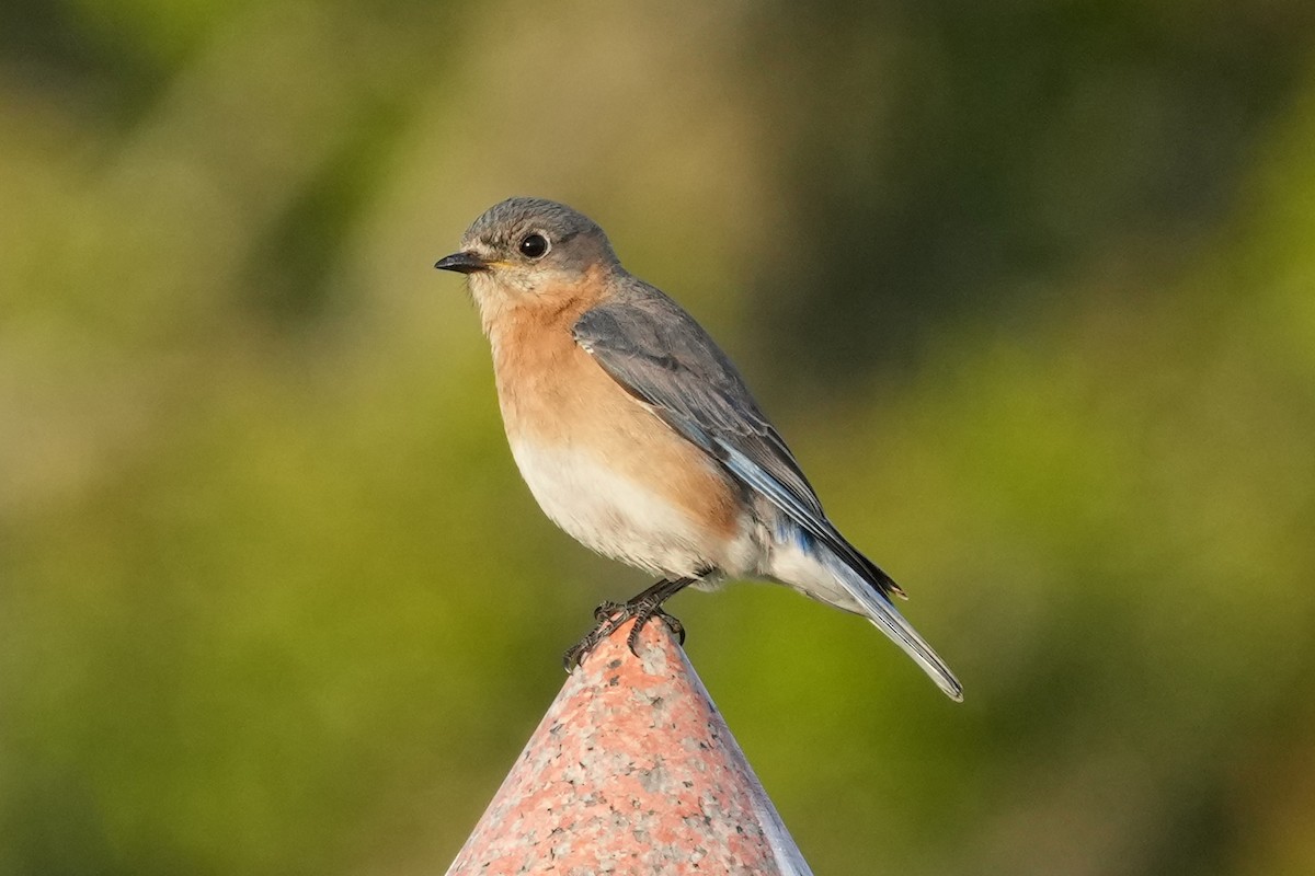 Eastern Bluebird - ML644780535