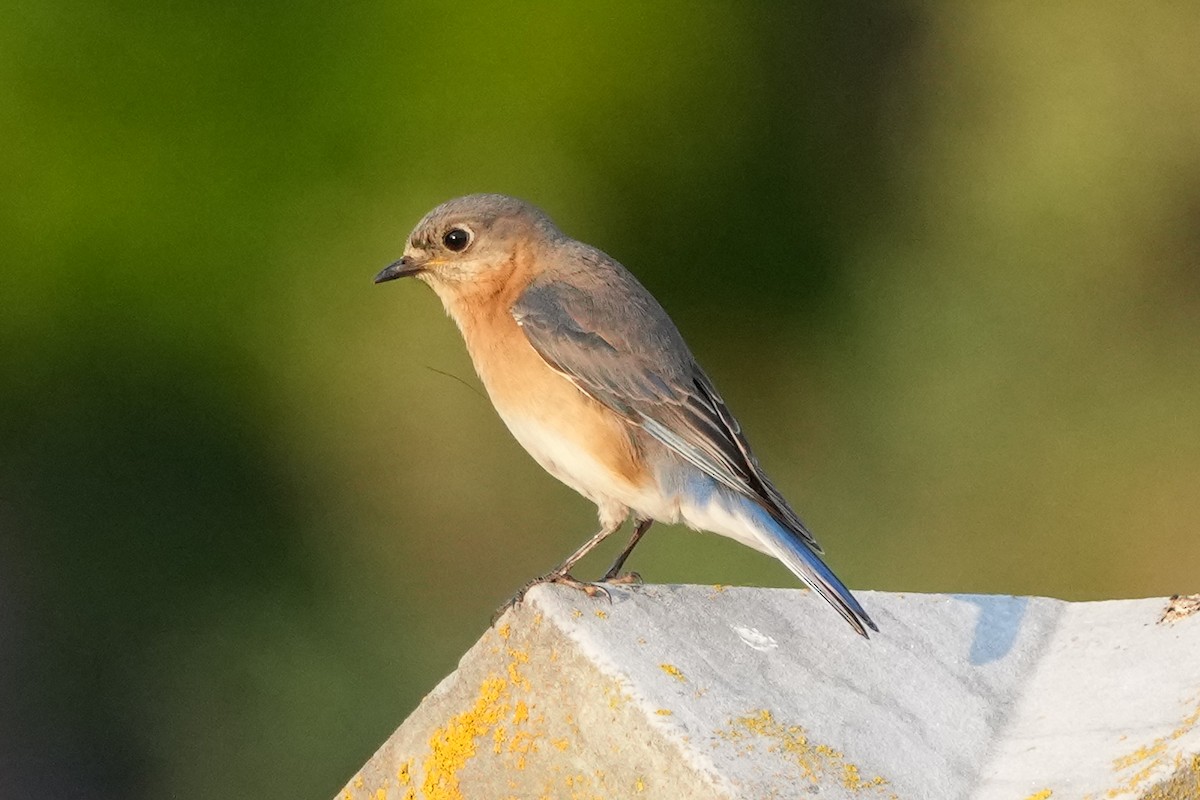 Eastern Bluebird - ML644780536