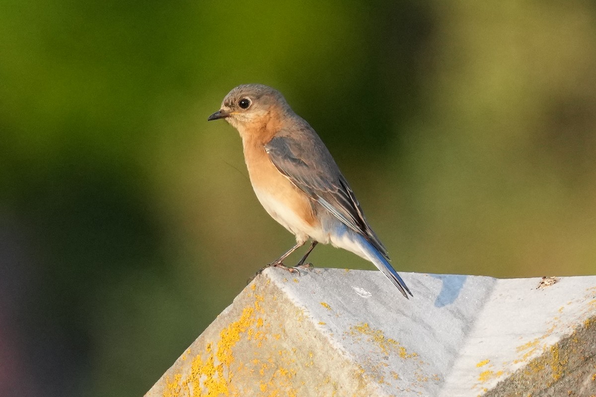Eastern Bluebird - ML644780537