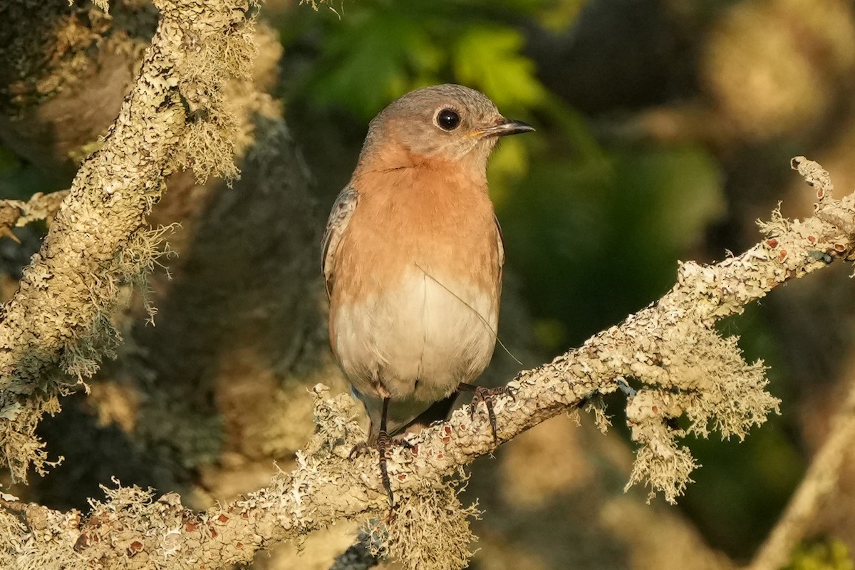 Eastern Bluebird - ML644780538