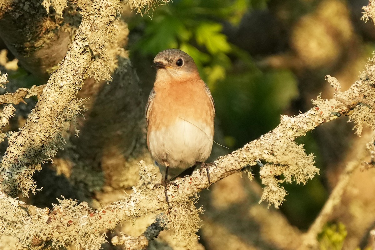 Eastern Bluebird - ML644780539