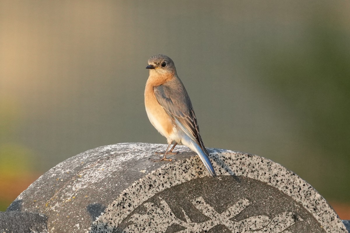 Eastern Bluebird - ML644780540