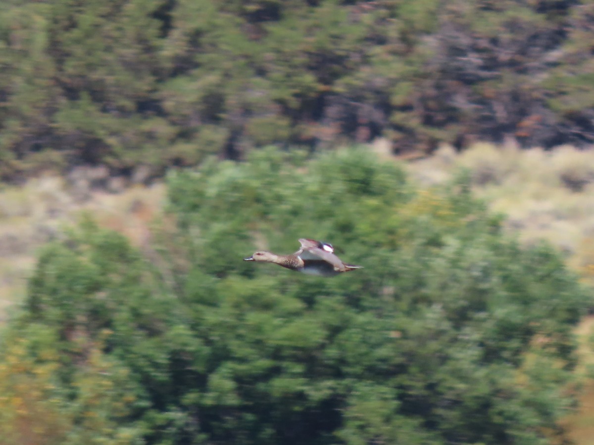 ברווז אפור - ML644780541