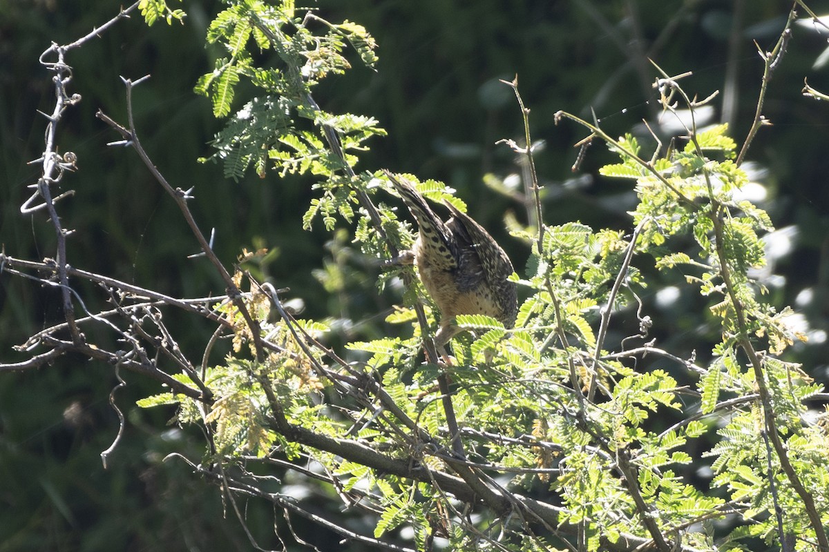 Cucarachero Desértico - ML644780543