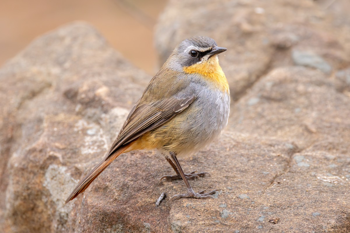 Cape Robin-Chat - ML644780544