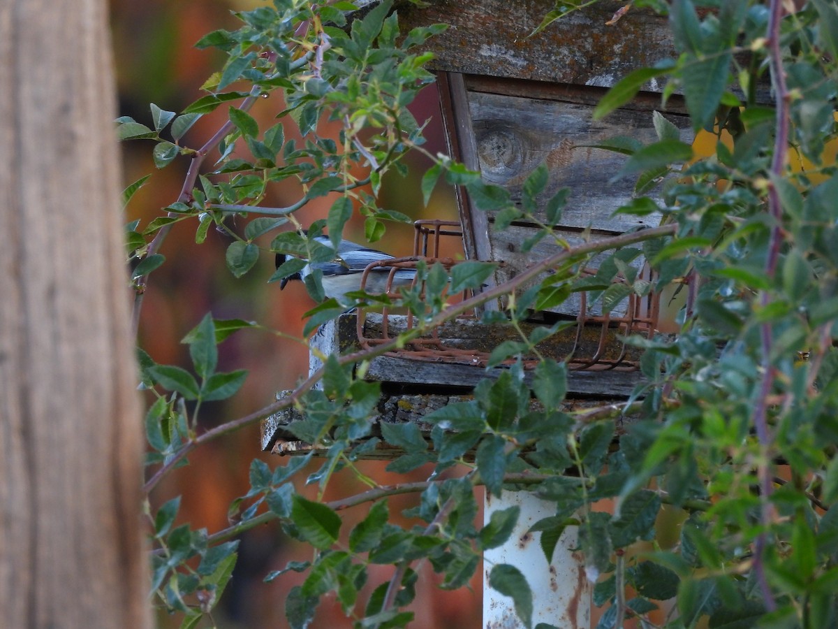 Гаїчка світлокрила - ML644780547