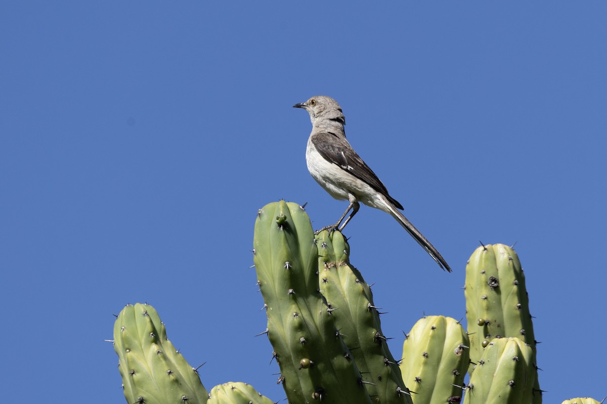 Sinsonte Norteño - ML644780550