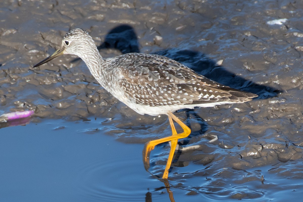 Kuliska hankahori handia - ML644780552